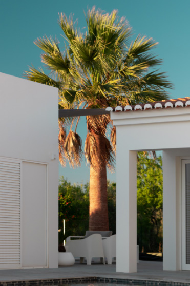 Palm tree on patio